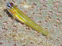Peppermint Goby - Coryphopterus lipernes