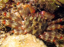 Green Flat Rock Crab - Percnon abbreviatum
