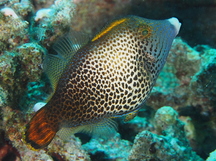Fantail Filefish - Pervagor spilosoma