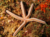 Tan Starfish - Phataria unifascialis