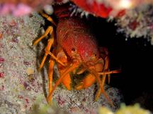 Copper Lobster - Phyllamphion gundlachi