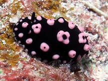 Phyllidiella annulata - Phyllidiella annulata