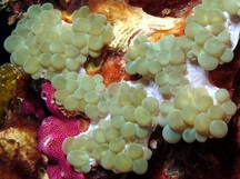 Pearl Bubble Coral - Physogyra lichtensteini