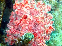Pink Lumpy Sponge - Monanchora unguifera