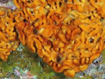 Plakina jamaicensis - Plakina jamaicensis