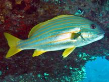 Goldlstriped Sweetlips - Plectorhinchus chrysotaenia