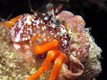 Polkadotted Hermit Crab - Phimochirus operculatus