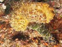 Polyandrocarpa polypora - Polyandrocarpa polypora