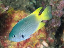 Blackmargined Damsel - Pomacentrus nigromarginatus