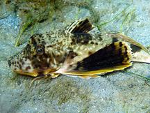 Bighead Searobin - Prionotus tribulus