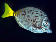 Yellowtail Surgeonfish - Prionurus punctatus