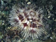 Stained Urchin - Pseudoboletia maculata