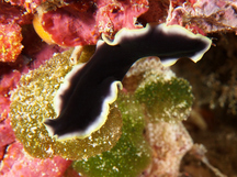 Prudhoe's Flatworm - Pseudoceros prudhoei