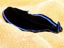 Sapphire Flatworm - Pseudoceros sapphirinus
