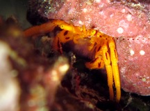 Orange Hermit Crab - Pseudopaguristes kuekenthali