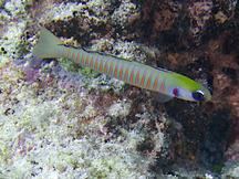 Zebra Barred Dartfish - Ptereleotris zebra