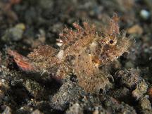 Ambon Scorpionfish - Pteroidichthys amboinensis