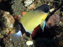 Blackbar Chromis - Pycnochromis retrofasciatus