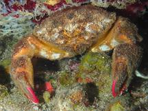 Redeye Sponge Crab - Dromia erythropus
