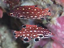 Redfin Hogfish - Bodianus dictynna