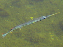 Redfin Needlefish - Strongylura notata