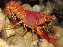 Red Reef Lobster - Enoplometopus occidentalis