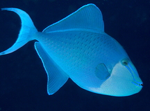 Redtoothed Triggerfish - Odonus niger