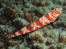 Reef Lizardfish - Synodus variegatus
