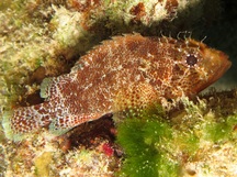Reef Scorpionfish - Scorpaenodes caribbaeus