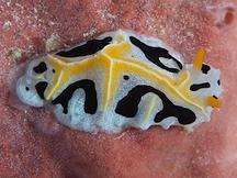 Mushroom Coral Reticulidia - Reticulidia fungia