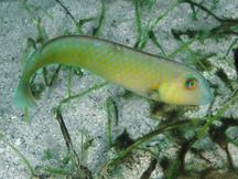 Rosy Razorfish - Xyrichtys martinicensis