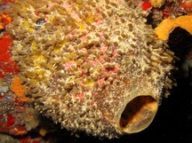 Rough Tube Sponge - Oceanapia bartschi