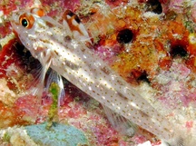 Signalfin Sandgoby - Fusigobius signipinnis