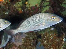 Sailors Choice - Haemulon parra