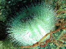 Bell's Sea Urchin - Salmacis belli