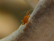 Santia sp. 1 - Santia sp. 1