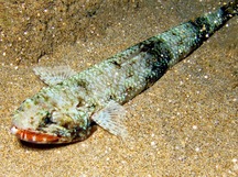Orangemouth Lizardfish - Saurida flamma