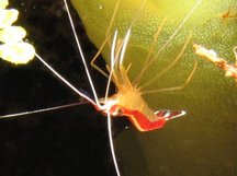 Scarlet-Striped Cleaning Shrimp - Lysmata grabhami