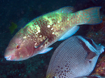 Azure Parrotfish - Scarus compressus