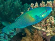 Yellow-Barred Parrotfish - Scarus dimidiatus