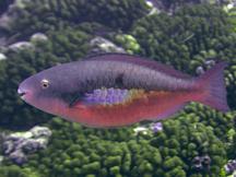 Bluepatch Parrotfish - Scarus forsteni
