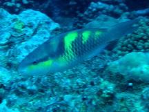 Darkcapped Parrotfish - Scarus oviceps