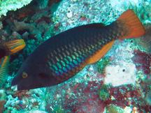 Tricolor Parrotfish - Scarus tricolor