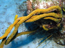 Scattered Pore Rope Sponge - Aplysina fulva