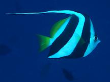 Schooling Bannerfish - Heniochus diphreutes