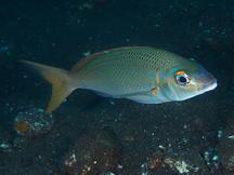 Pale Monocle Bream - Scolopsis affinis
