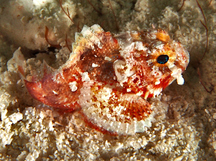 Coral Scorpionfish - Scorpaena albifimbria
