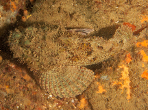 Pacific Spotted Scorpionfish - Scorpaena mystes