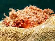 Raggy Scorpionfish - Scorpaenopsis venosa