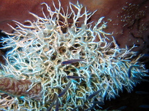 Sea Frost - Salmacina huxleyi